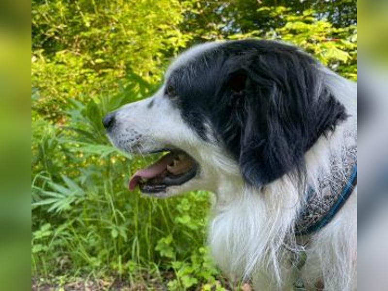 Sparky Boy wünscht sich ein ruhiges Zuhause (derzeit in 97857 Urspringen)