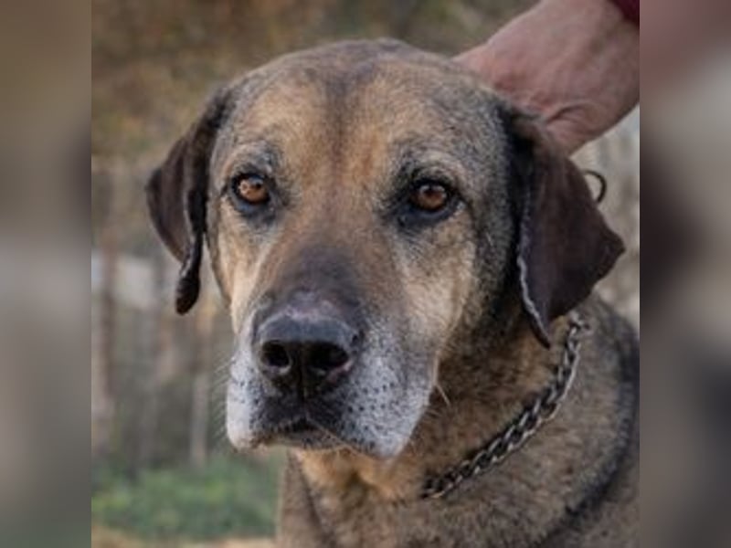 Hector - ein treuer Freund im besten Alter