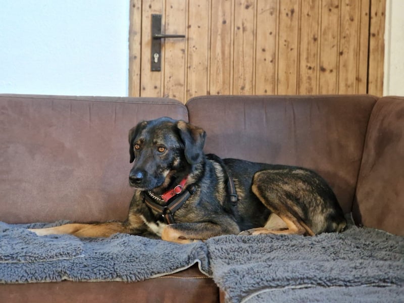 Scooby - sensibler Herzenshund wartet in 74391 Erligheim