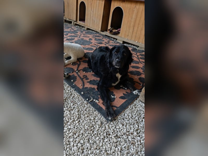 Robin - bitte im Doppelpack mit Phoebus