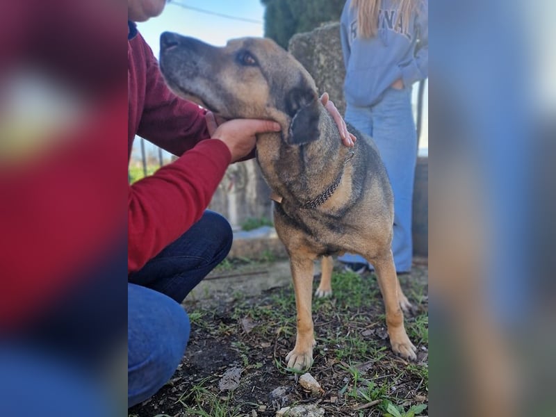Hector - ein treuer Freund im besten Alter