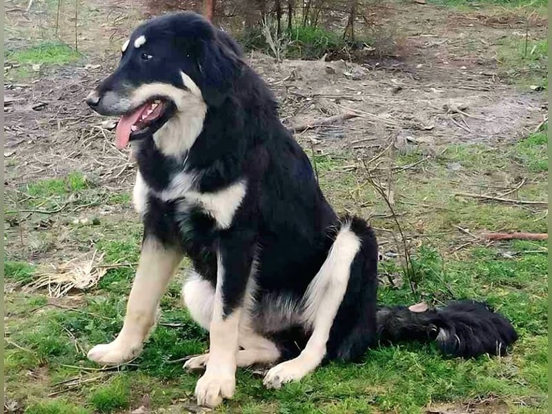Kalisto - groß und flauschig mit toller Persönlichkeit sucht entspannte Menschen