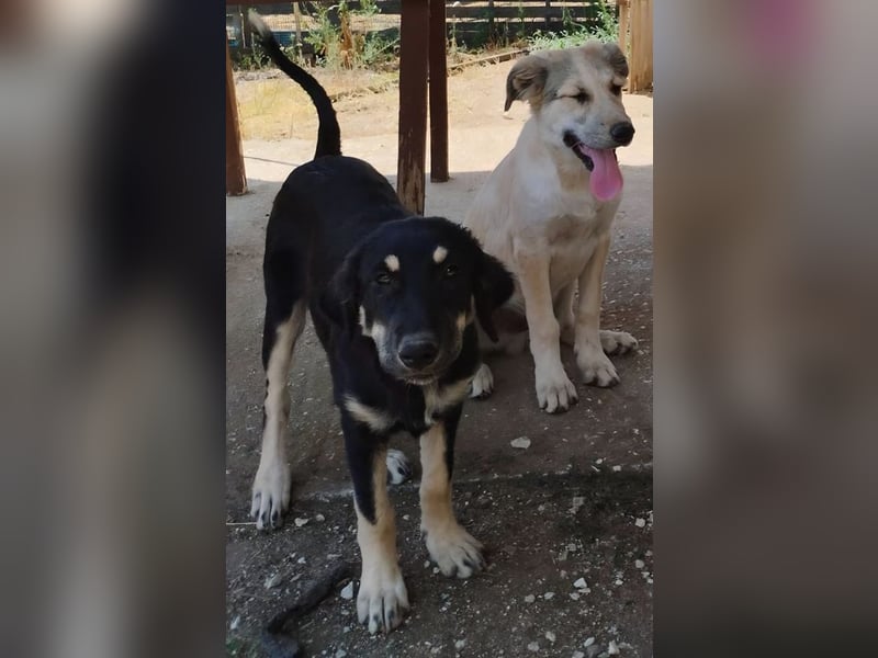 Kalisto - groß und flauschig mit toller Persönlichkeit sucht entspannte Menschen