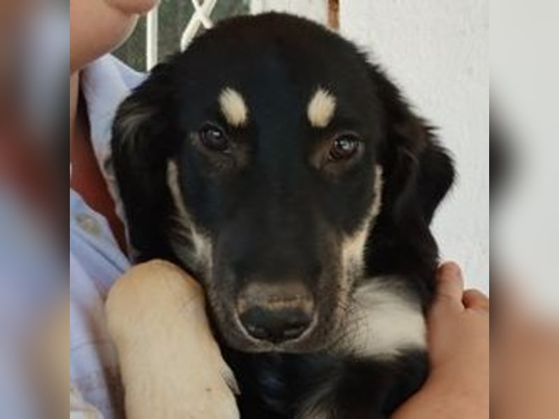Kalisto - groß und flauschig mit toller Persönlichkeit sucht entspannte Menschen