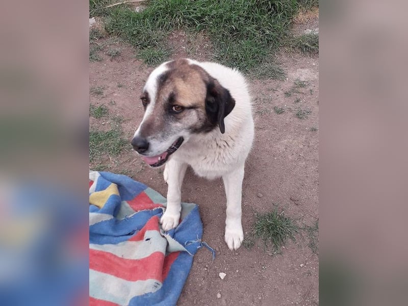 Charlot - Wunder gesucht!