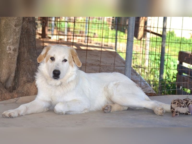 Chalvas - freundlich, sozial und "richtig viel Hund" zum Kuscheln
