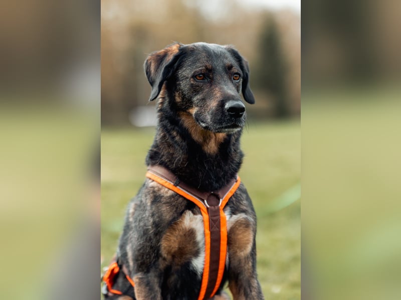 Scooby - Neustart gewünscht!