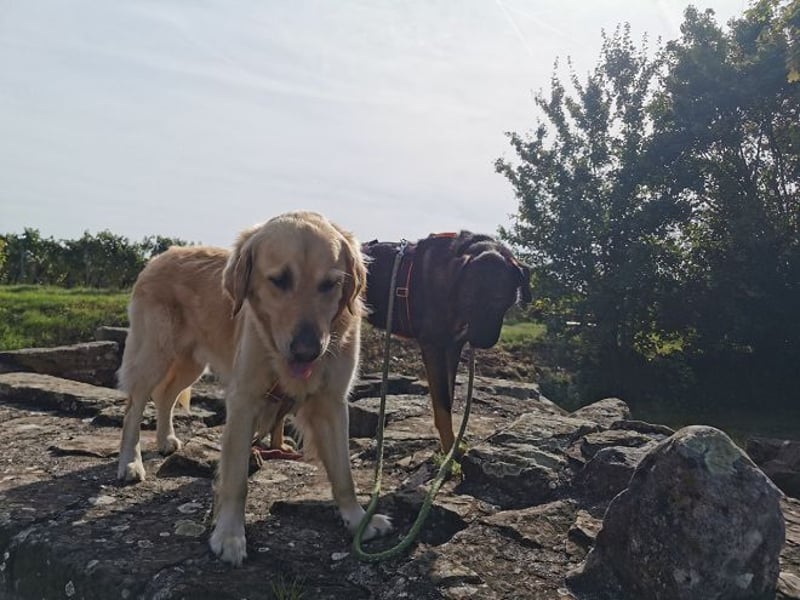 Scooby - sensibler Herzenshund wartet in 74391 Erligheim