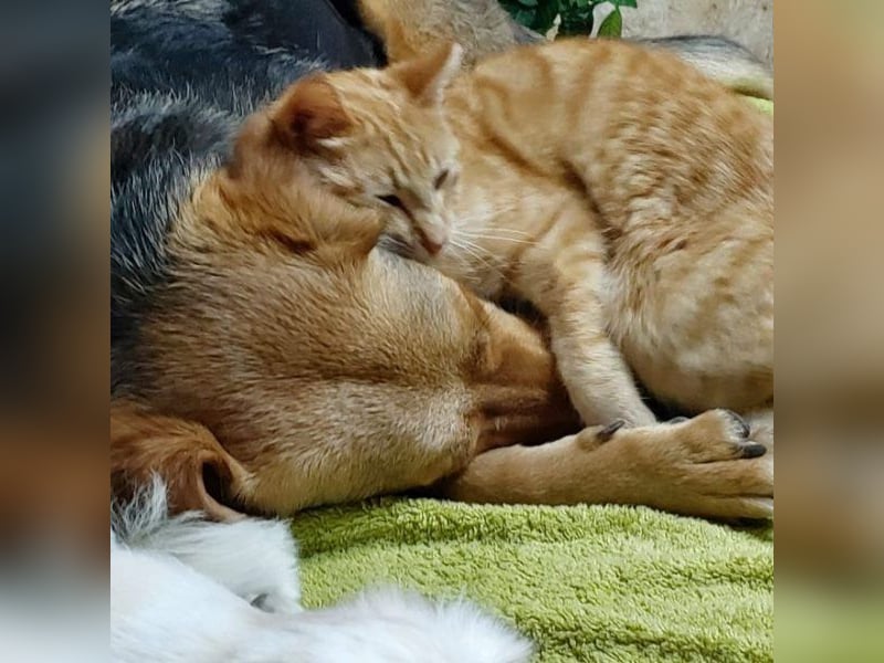 Maya P - wünscht sich Ihre Katze einen Hund?