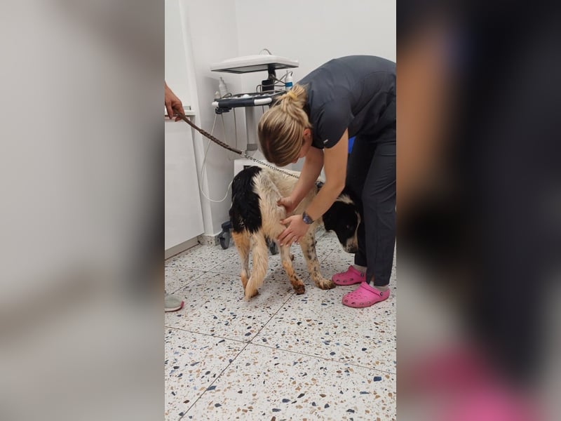Theo - bereit für SEINE Familie