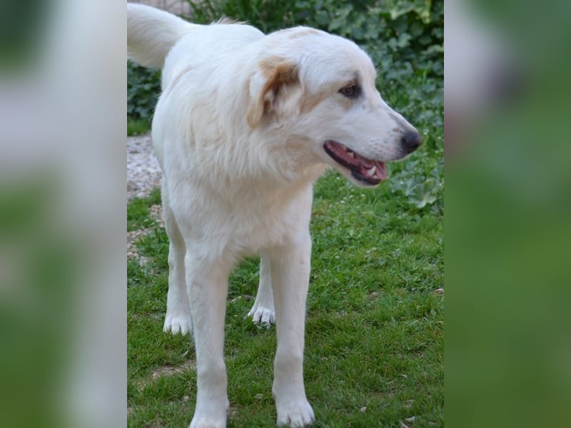 Chalvas - freundlich, sozial und "richtig viel Hund" zum Kuscheln
