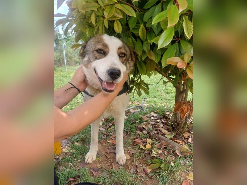 Chloe A - ein echter Traumhund!