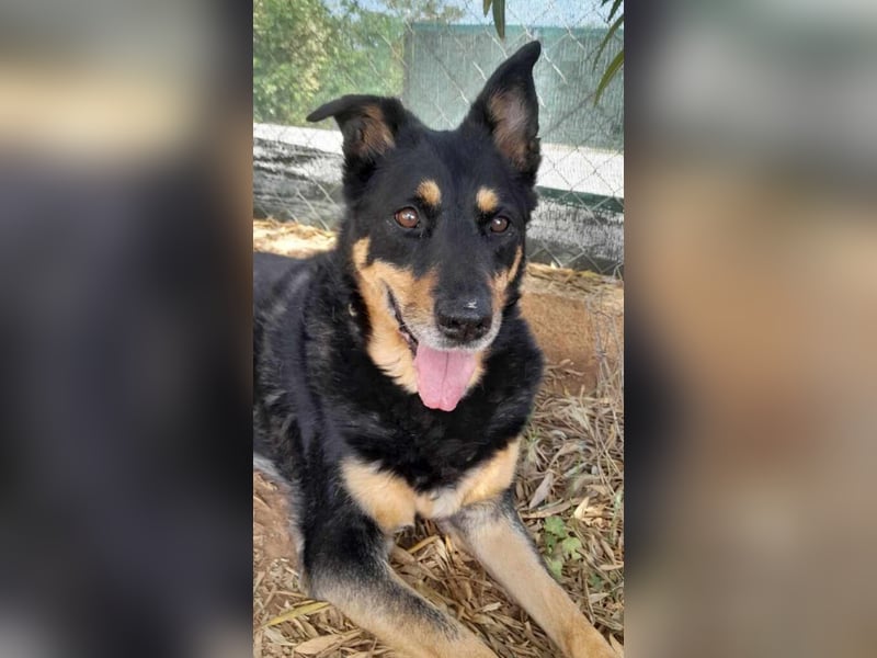 Carla - ohne Menschen, die ihr ganz viel Aufmerksamkeit und Liebe geben, wird Carla immer trauriger