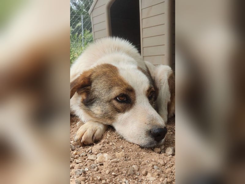 Chloe A - ein echter Traumhund!