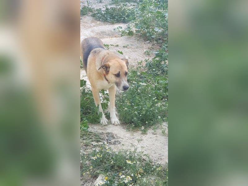 Murphy - ein schüchternes Hasenherz