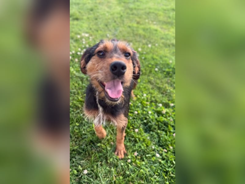 Zois - Test als Familienhund ✅ (bestanden)