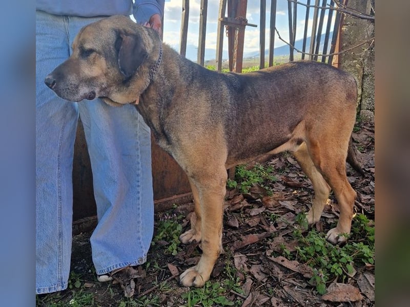 Hector - ein treuer Freund im besten Alter