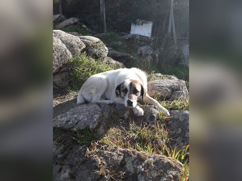 Charlot - Wunder gesucht!