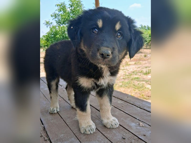 Kalisto - groß und flauschig mit toller Persönlichkeit sucht entspannte Menschen