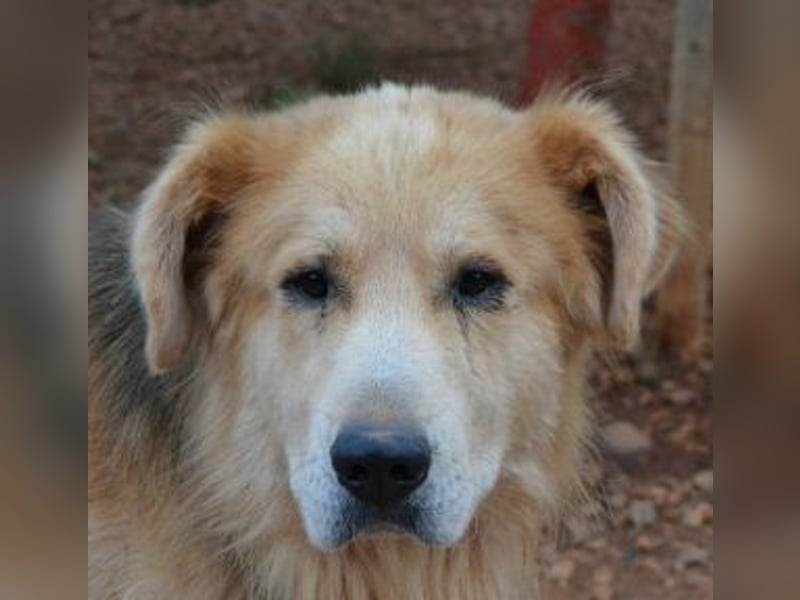 Jango - Hund im besten Alter