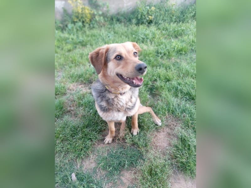 Maya P - wünscht sich Ihre Katze einen Hund?