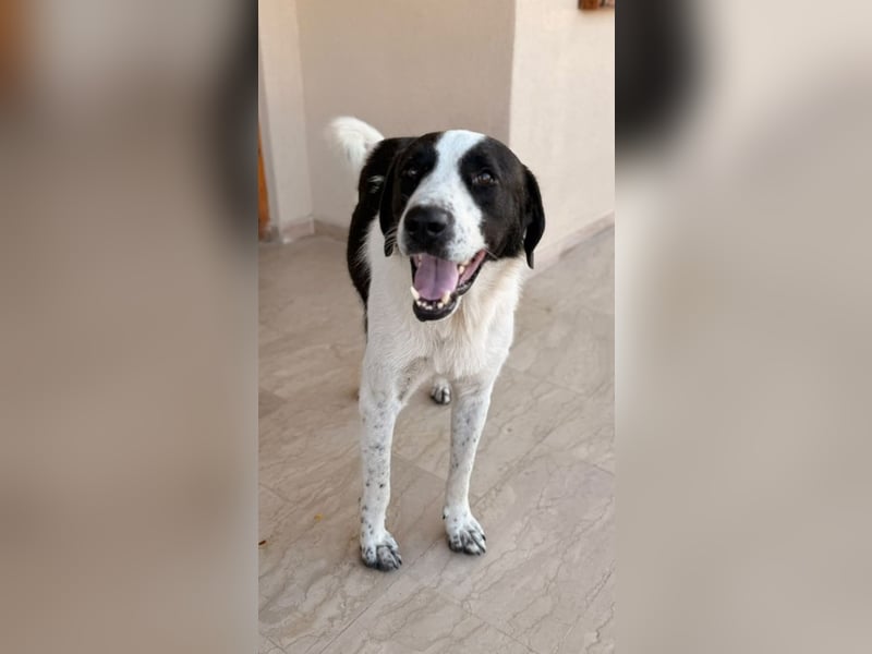 Cookie P - nach schweren Zeiten nun bereits fürs Glück!