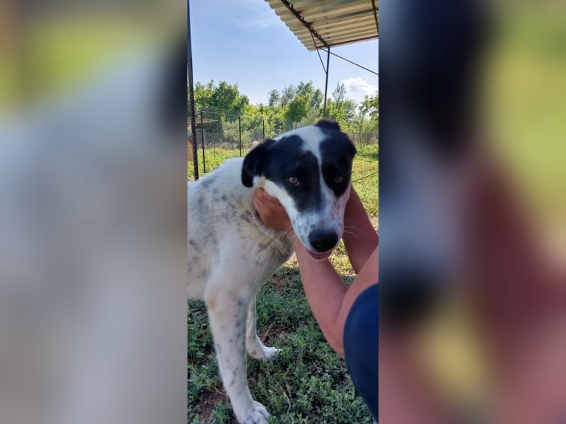 Rowina - wo ist meine Familie?