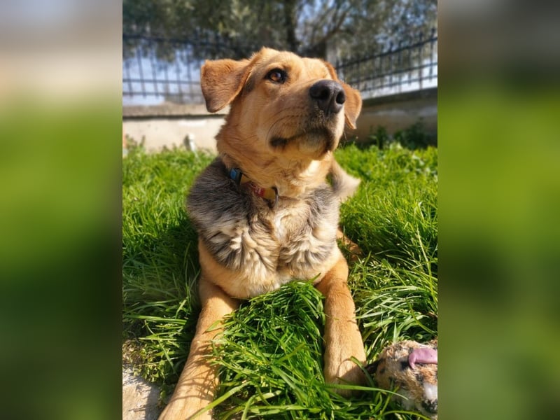 Maya P - wünscht sich Ihre Katze einen Hund?