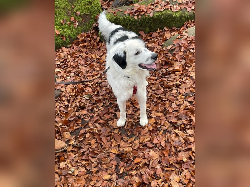 Sparky Boy wünscht sich ein ruhiges Zuhause (derzeit in 97857 Urspringen)