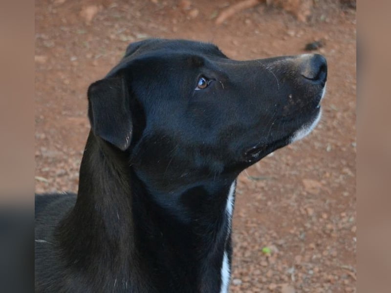 Fineas - er wurde am Strand geboren, doch die Gemeinde duldet dort keine Hunde.