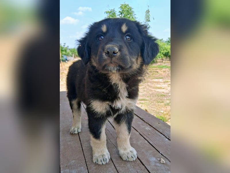 Kalisto - groß und flauschig mit toller Persönlichkeit sucht entspannte Menschen