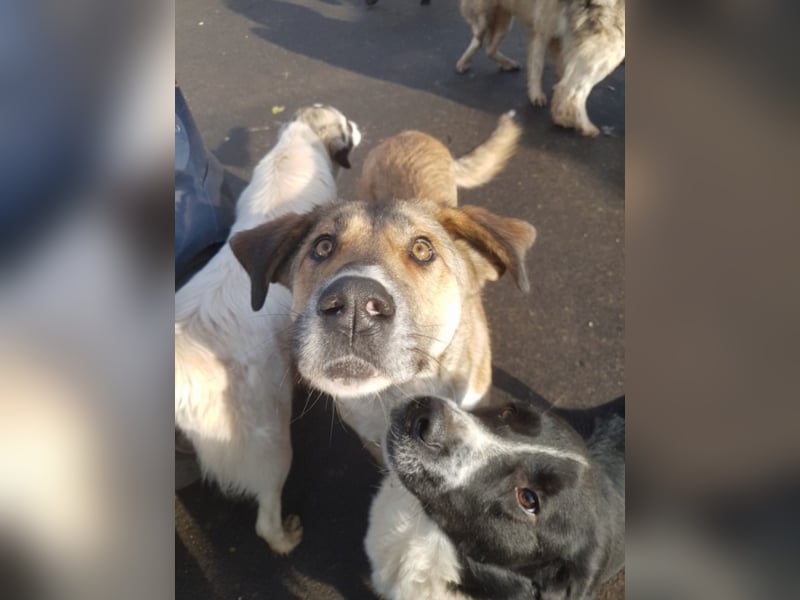 Mona, ca. 2 Jahre alt