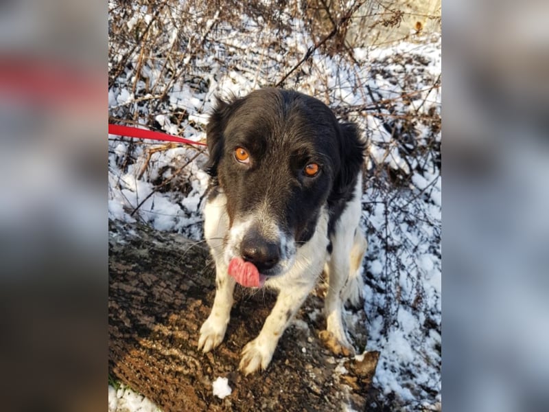 Mirella, ca. 3-4 Jahre alt