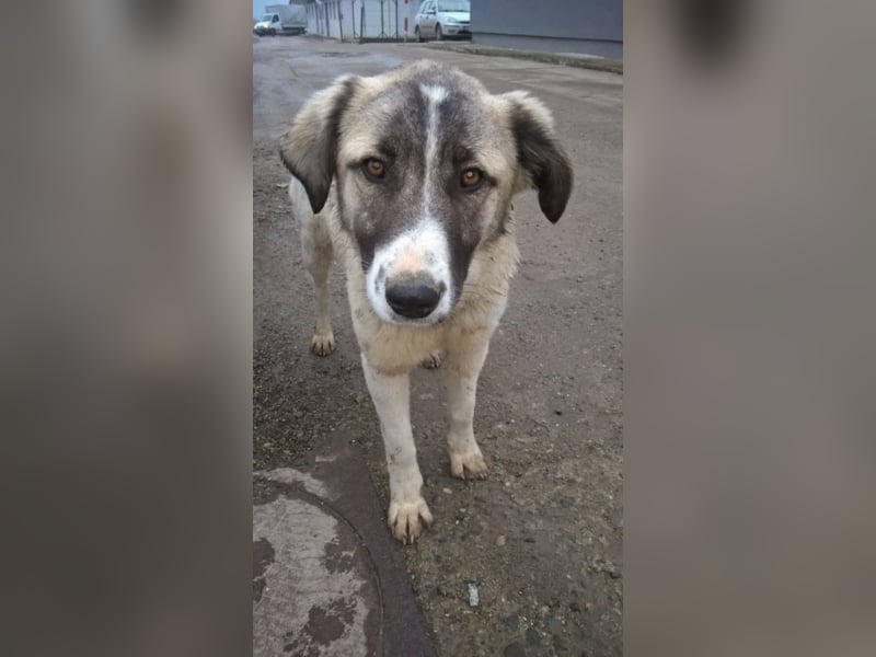 Lisa, ca. 2 Jahre alt