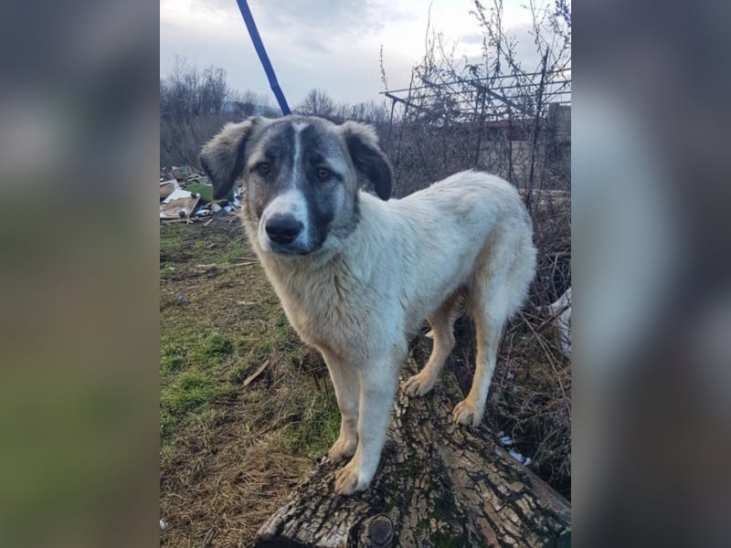 Lisa, ca. 2 Jahre alt