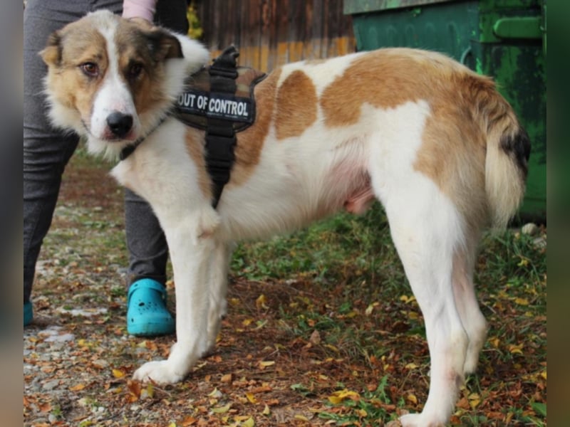 Amadeus, ca. 3-4 Jahre alt