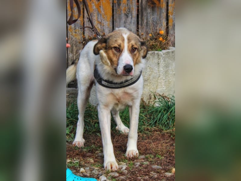 Amadeus, ca. 3-4 Jahre alt