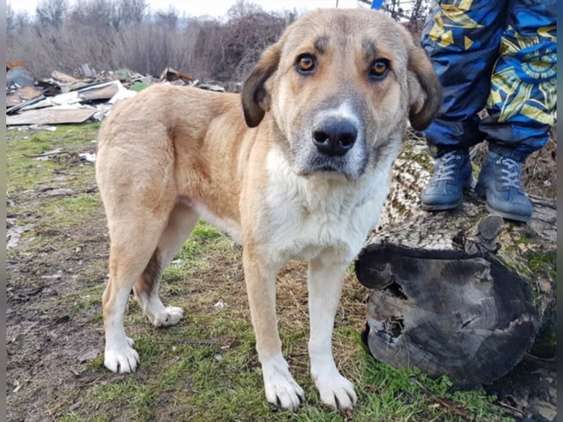 Mona, ca. 2 Jahre alt