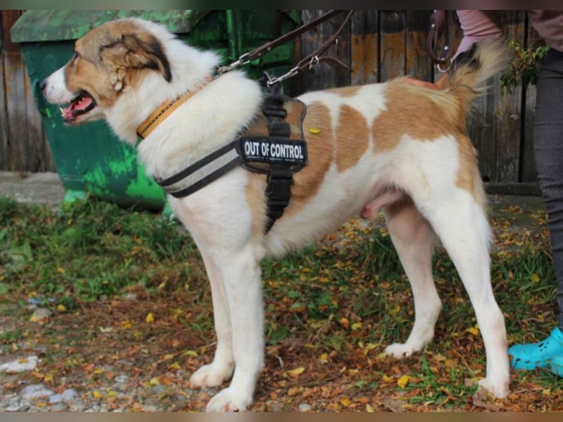 Amadeus, ca. 3-4 Jahre alt