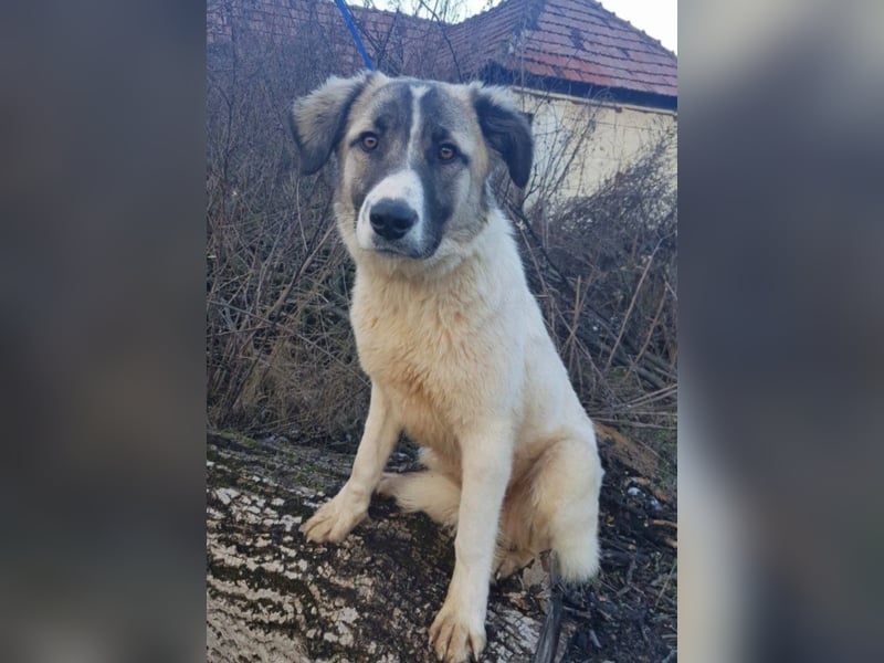 Lisa, ca. 2 Jahre alt