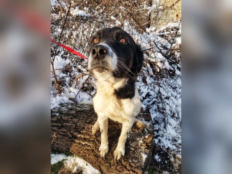 Mirella, ca. 3-4 Jahre alt