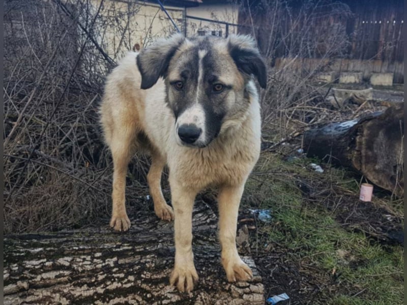 Lisa, ca. 2 Jahre alt