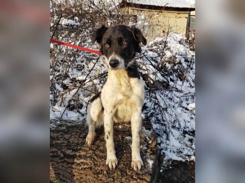 Mirella, ca. 3-4 Jahre alt