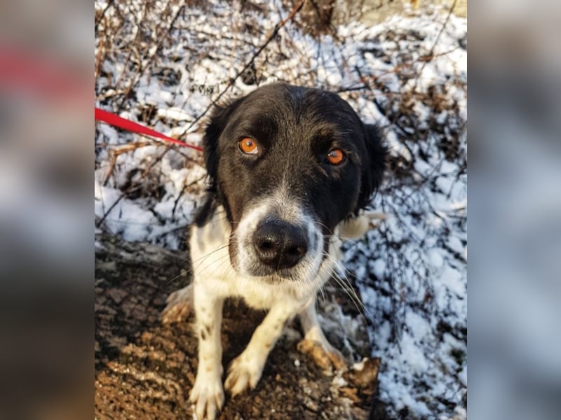 Mirella, ca. 3-4 Jahre alt