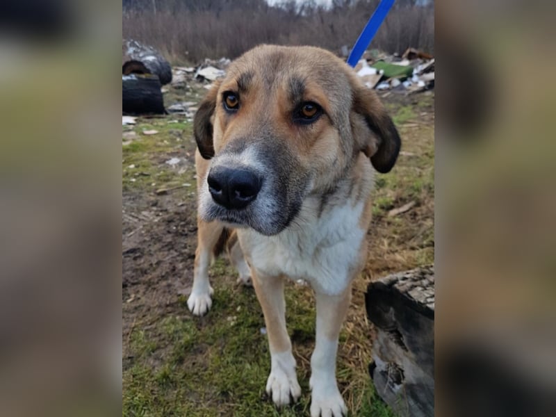 Mona, ca. 2 Jahre alt