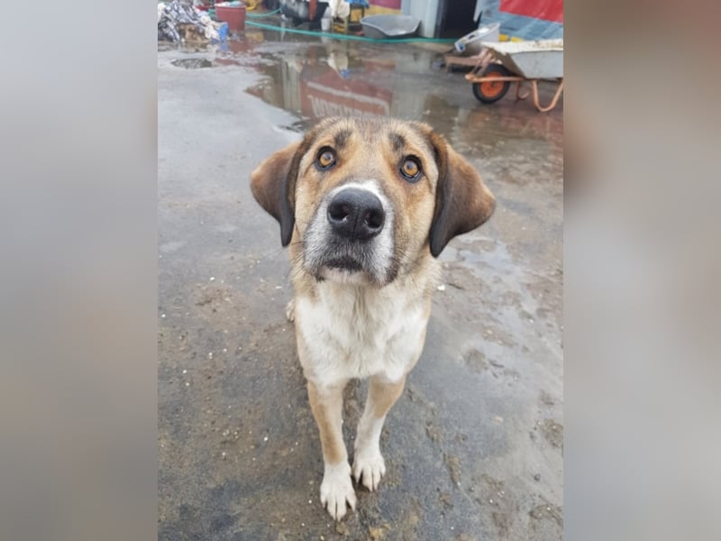 Mona, ca. 2 Jahre alt