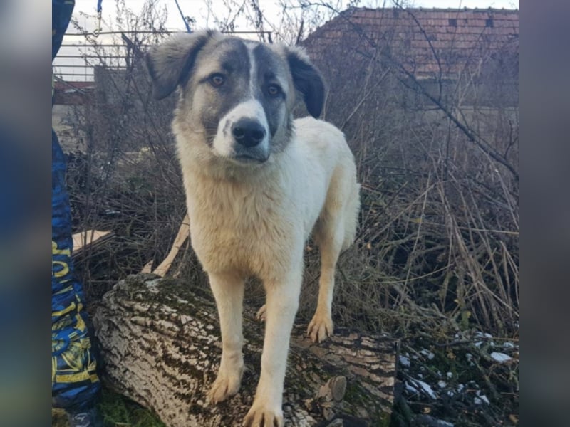 Lisa, ca. 2 Jahre alt