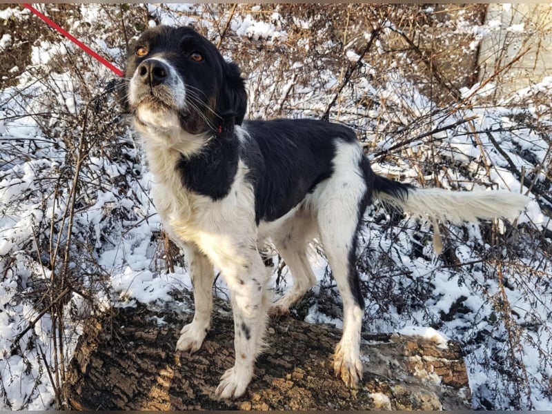 Mirella, ca. 3-4 Jahre alt