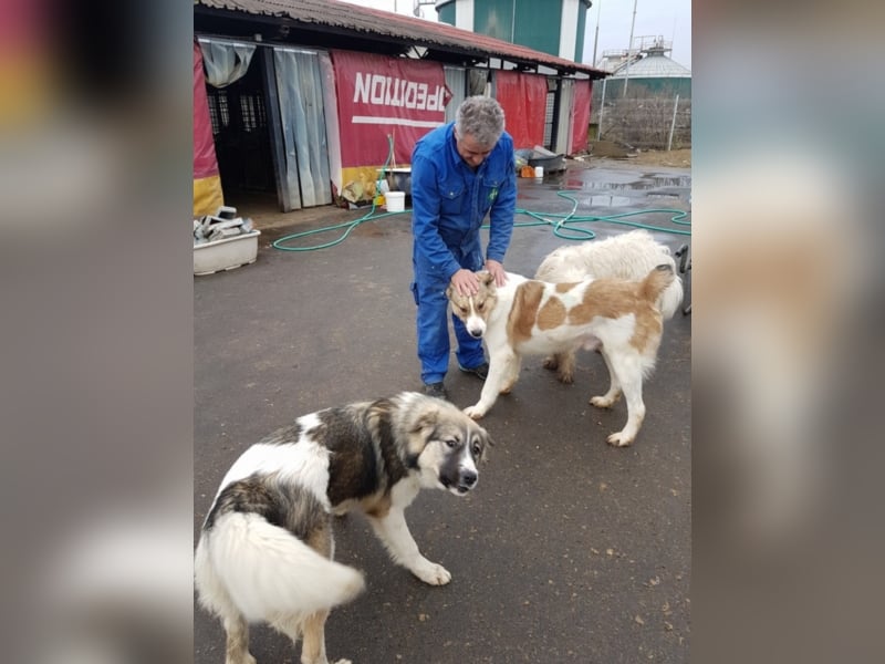 Amadeus, ca. 3-4 Jahre alt