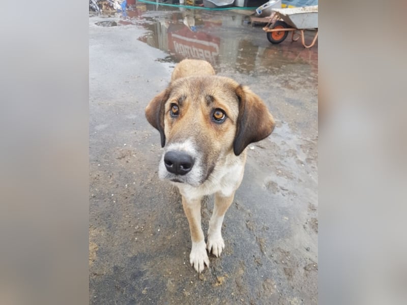 Mona, ca. 2 Jahre alt